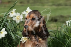 Spaniel - English Cocker