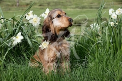 Spaniel - English Cocker