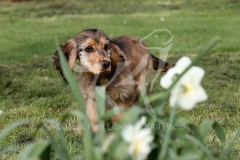 Spaniel - English Cocker