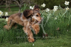 Spaniel - English Cocker