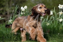 Spaniel - English Cocker