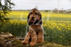 Spaniel - English Cocker