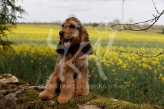 Spaniel - English Cocker
