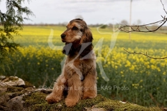 Spaniel - English Cocker