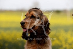 Spaniel - English Cocker
