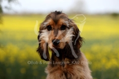 Spaniel - English Cocker