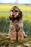 Spaniel - English Cocker