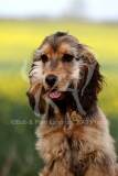 Spaniel - English Cocker