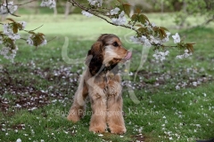 Spaniel - English Cocker