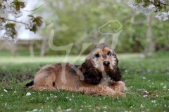 Spaniel - English Cocker