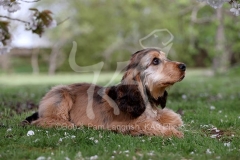 Spaniel - English Cocker