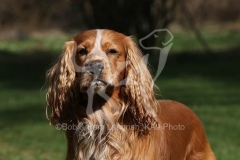 Spaniel - English Cocker