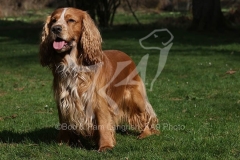 Spaniel - English Cocker