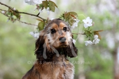 Spaniel - English Cocker