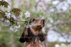 Spaniel - English Cocker