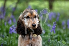 Spaniel - English Cocker