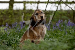 Spaniel - English Cocker
