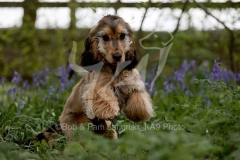 Spaniel - English Cocker