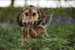 Spaniel - English Cocker