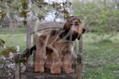 Spaniel - English Cocker