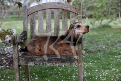 Spaniel - English Cocker