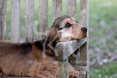 Spaniel - English Cocker