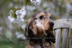 Spaniel - English Cocker