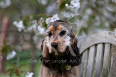 Spaniel - English Cocker