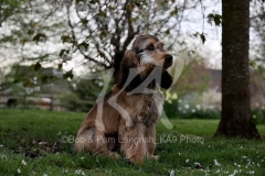 Spaniel - English Cocker