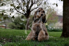 Spaniel - English Cocker