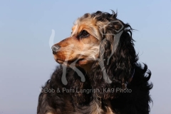 Spaniel - English Cocker