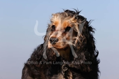 Spaniel - English Cocker