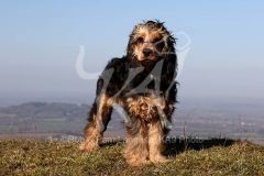Spaniel - English Cocker