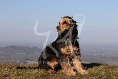 Spaniel - English Cocker