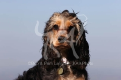 Spaniel - English Cocker
