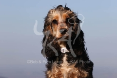 Spaniel - English Cocker