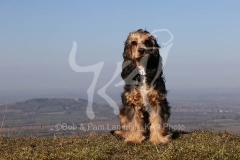 Spaniel - English Cocker