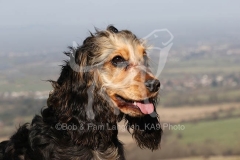 Spaniel - English Cocker