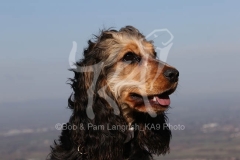 Spaniel - English Cocker