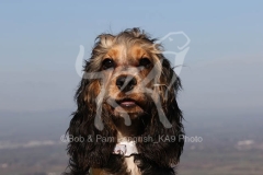 Spaniel - English Cocker