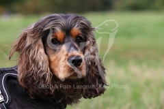 Spaniel - English Cocker