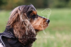 Spaniel - English Cocker