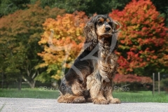 Spaniel - English Cocker