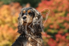 Spaniel - English Cocker