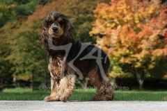 Spaniel - English Cocker