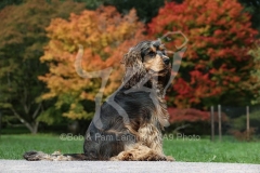 Spaniel - English Cocker