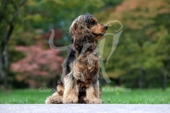 Spaniel - English Cocker