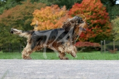 Spaniel - English Cocker