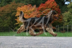 Spaniel - English Cocker