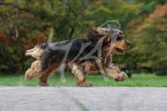 Spaniel - English Cocker